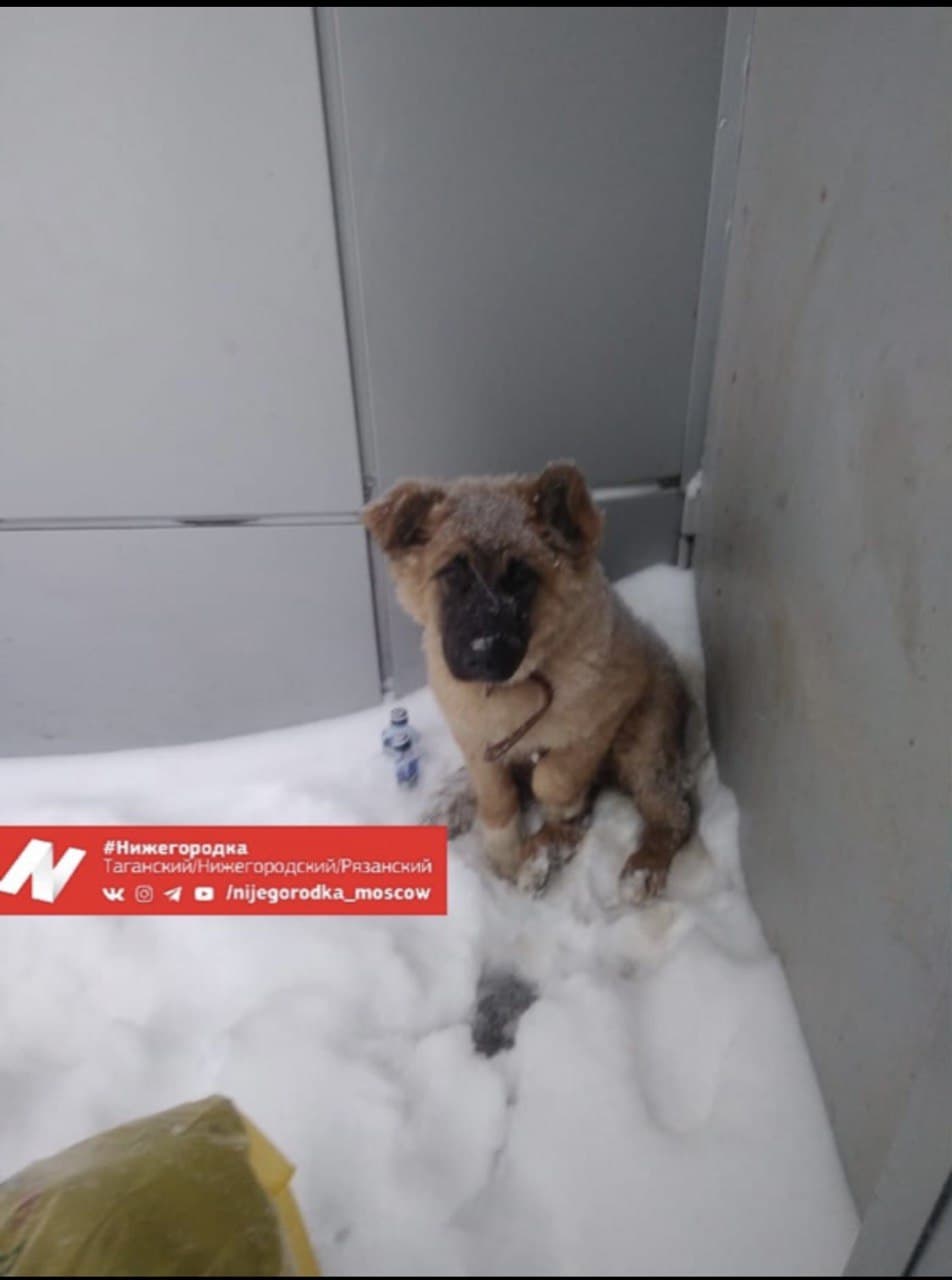 Жители Нижегородского ищут дом для брошенного щенка