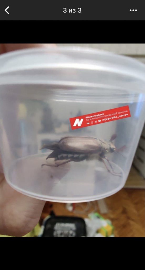 Житель Нижегородского спутал майского жука с иноземной формой жизни